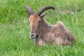 Barbary sheep ammotragus lervia Royalty Free Stock Photo