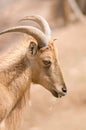 Portrait of a Barbary sheep