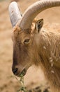 Portrait of a Barbary sheep