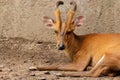 Portrait of Barking Deer