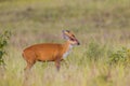 Portrait of Barking Deer