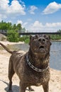 Portrait of a barking dog