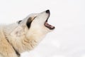 Portrait barking, howls dog husky before winter sport competition Dog Sled Race