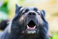 Portrait of a barking Old German Shepherd