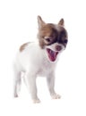 Barking puppy chihuahua Royalty Free Stock Photo
