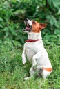 Portrait of barking small white and red dog jack russel terrier standing on its hind paws and looking up outside on green grass bl