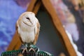 Portrait of a Barn Owl