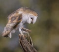 Portrait of a Barn Owl Royalty Free Stock Photo