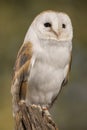 Portrait of a Barn Owl Royalty Free Stock Photo