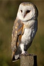 Portrait of a Barn Owl Royalty Free Stock Photo