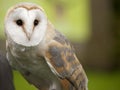 Portrait of a barn owl Royalty Free Stock Photo