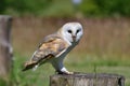 Barn owl tyto alba Royalty Free Stock Photo