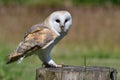 Barn owl tyto alba Royalty Free Stock Photo