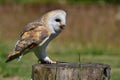 Barn owl tyto alba Royalty Free Stock Photo