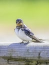 Portrait of barn swallow perching on wooden fence
