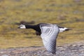 Portrait barnacle goose branta leucopsis in flight over ground