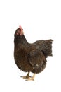 Portrait of a Barnevelder hen chicken, golden laced with black standing full body  isolated on a white background Royalty Free Stock Photo