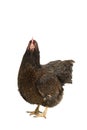 Portrait of a Barnevelder hen chicken, golden laced with black standing full body  isolated on a white background Royalty Free Stock Photo