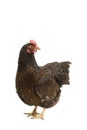 Portrait of a Barnevelder hen chicken, golden laced with black standing full body  isolated on a white background Royalty Free Stock Photo