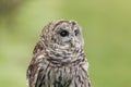 Portrait of a Barred Owl