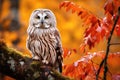 Portrait of a barred owl Strix nebulosa in autumn forest, Autumn in nature with owl. Ural Owl, Strix uralensis, sitting on tree Royalty Free Stock Photo