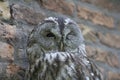 Portrait of a barred owl winking in front of brick wall