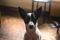 Portrait of a basenji dog at home in brown tones