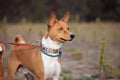 Portrait of Basenji dogs outdoors Royalty Free Stock Photo