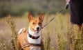 Portrait of Basenji dogs outdoors Royalty Free Stock Photo