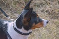 Portrait of a basenji dog. Basenji Kongo Terrier Dog Royalty Free Stock Photo