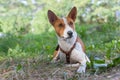 Portrait of basenji lying on the ground