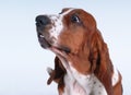 Portrait of basset-haund Royalty Free Stock Photo