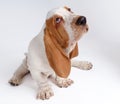 Portrait of basset-haund puppy Royalty Free Stock Photo
