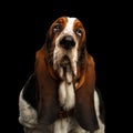 Funny Basset Hound on Isolated black background Royalty Free Stock Photo