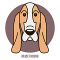 Portrait of Basset Hound. Vector illustration