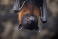 Portrait of a bat in a cave