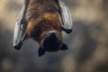 Portrait of a bat in a cave