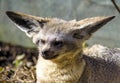 Portrait of bat-eared fox cub Otocyon megalotis Royalty Free Stock Photo