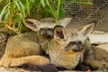 The portrait of Bat-eared fox family Royalty Free Stock Photo