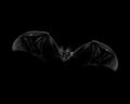 Portrait of a bat in flight on a black background. Halloween Royalty Free Stock Photo