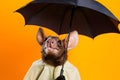 Portrait of a bat wearing a raincoat and an umbrella in studio, colorful background. Autumn concept. Generative AI