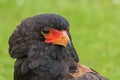 Portrait of a Bateleur Eagle