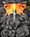 Portrait of a Bateleur eagle looking at you