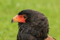 Portrait of a Bateleur Eagle