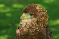 Portrait of a Bateleur Eagle Terathopius ecaudatus Royalty Free Stock Photo