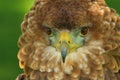 Portrait of a Bateleur Eagle Terathopius ecaudatus Royalty Free Stock Photo