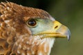 Portrait of a Bateleur Eagle Terathopius ecaudatus Royalty Free Stock Photo