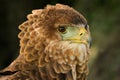 Portrait of a Bateleur Eagle Terathopius ecaudatus Royalty Free Stock Photo