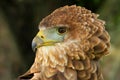 Portrait of a Bateleur Eagle Terathopius ecaudatus Royalty Free Stock Photo