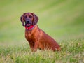 portrait of bavarian hound on green meadow